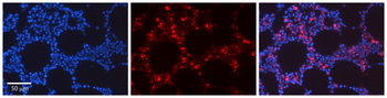 Rel Rabbit Polyclonal Antibody
