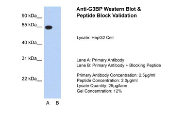 G3BP Rabbit Polyclonal Antibody