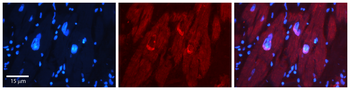 NFIL3 Rabbit Polyclonal Antibody