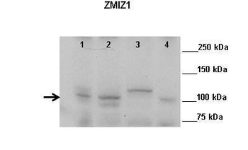 ZMIZ1 Rabbit Polyclonal Antibody