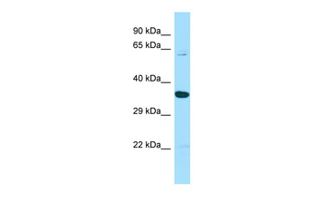 Znf703 Rabbit Polyclonal Antibody