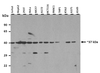 PCBP1 Rabbit Polyclonal Antibody