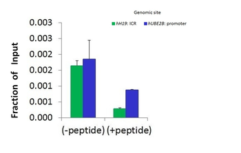 Hdac4 Rabbit Polyclonal Antibody
