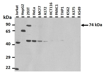 SLCO1A2 Rabbit Polyclonal Antibody