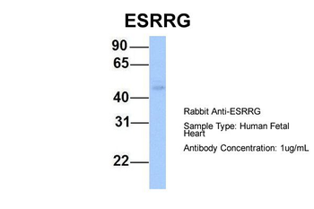 ESRRG Rabbit Polyclonal Antibody