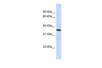 RMDN3 Rabbit Polyclonal Antibody