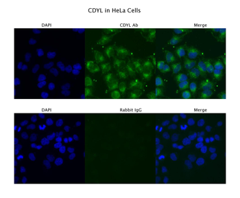 CDYL Rabbit Polyclonal Antibody