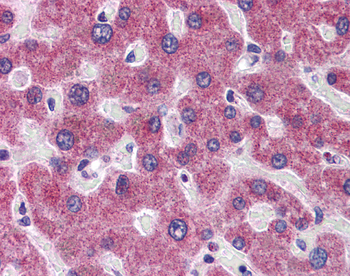 RHBG Rabbit Polyclonal Antibody