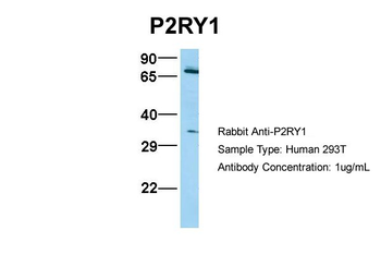 P2RY1 Rabbit Polyclonal Antibody
