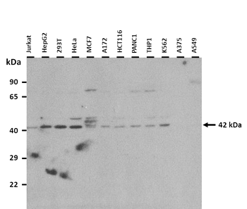 APOBEC4 Rabbit Polyclonal Antibody