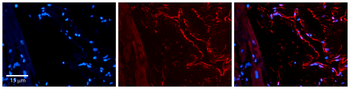 PAFAH1B1 Rabbit Polyclonal Antibody