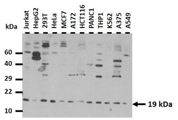 GPX4 Rabbit Polyclonal Antibody