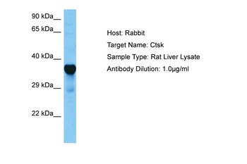 CTSK Rabbit Polyclonal Antibody