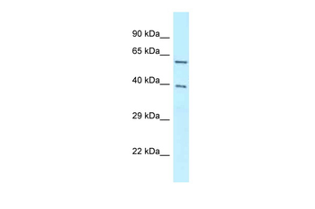 BAG4 Rabbit Polyclonal Antibody