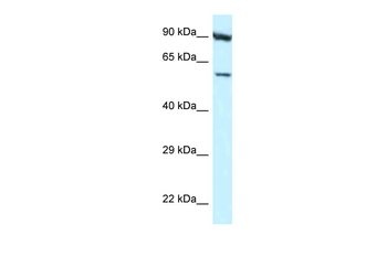 ORC3L Rabbit Polyclonal Antibody