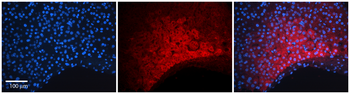 PINK1 Rabbit Polyclonal Antibody