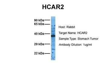 HCAR2 Rabbit Polyclonal Antibody