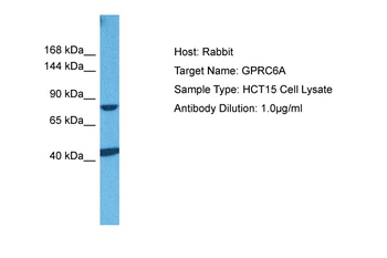 GPRC6A Rabbit Polyclonal Antibody