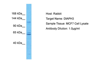 DIAPH3 Rabbit Polyclonal Antibody