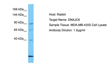 DNAJC6 Rabbit Polyclonal Antibody