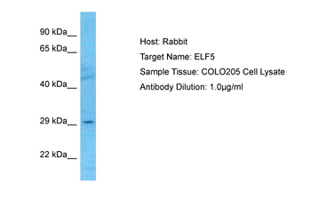 ELF5 Rabbit Polyclonal Antibody