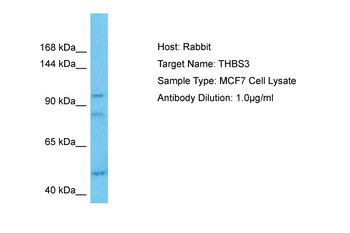 THBS3 Rabbit Polyclonal Antibody