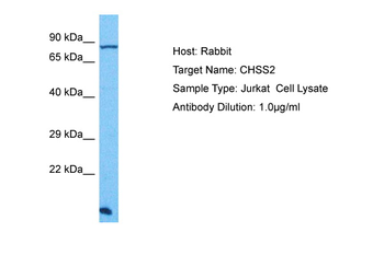 CHPF Rabbit Polyclonal Antibody