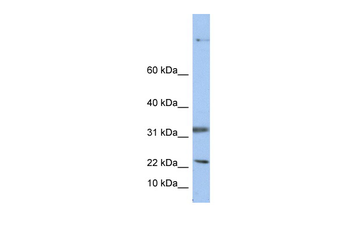 SELENOF Rabbit Polyclonal Antibody