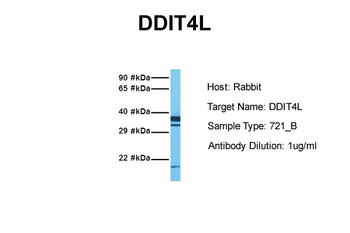 DDIT4L Rabbit Polyclonal Antibody