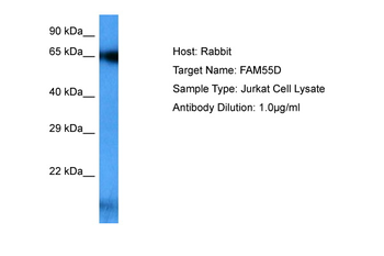 NXPE4 Rabbit Polyclonal Antibody