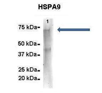 HSPA9 Rabbit Polyclonal Antibody