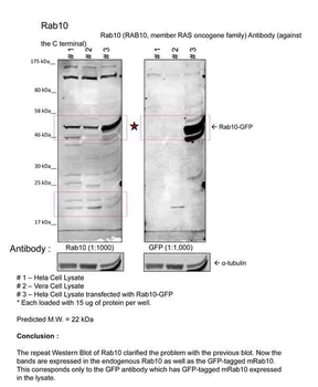 Rab10 Rabbit Polyclonal Antibody