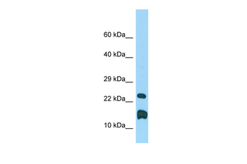 Lmo1 Rabbit Polyclonal Antibody
