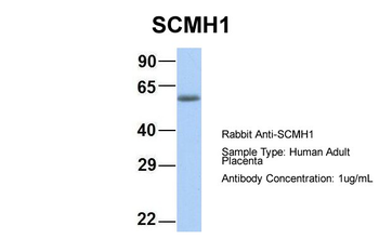 SCMH1 Rabbit Polyclonal Antibody