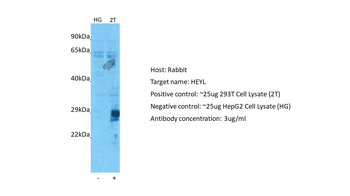 HEYL Rabbit Polyclonal Antibody
