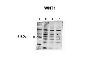 WNT1 Rabbit Polyclonal Antibody
