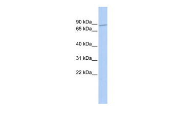 ZNF800 Rabbit Polyclonal Antibody