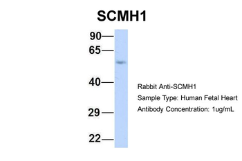 SCMH1 Rabbit Polyclonal Antibody