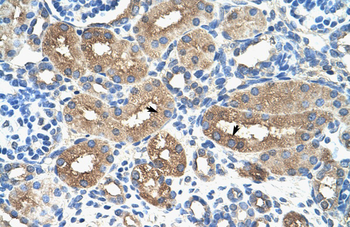 MYBL1 Rabbit Polyclonal Antibody