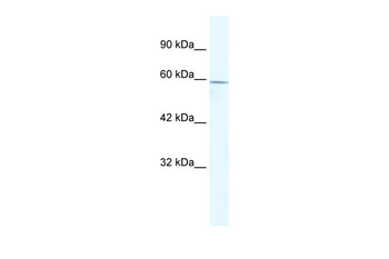 ZBTB7C Rabbit Polyclonal Antibody