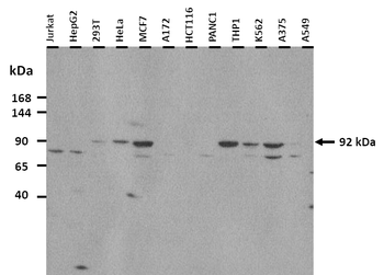 JMJD2C Rabbit Polyclonal Antibody