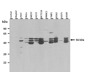 SLC38A2 Rabbit Polyclonal Antibody