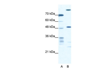 NFS1 Rabbit Polyclonal Antibody