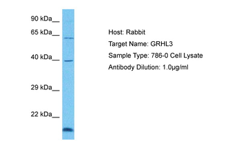 GRHL3 Rabbit Polyclonal Antibody
