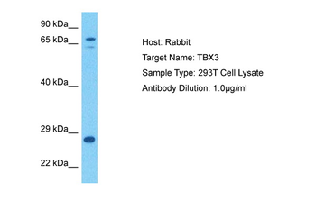 TBX3 Rabbit Polyclonal Antibody
