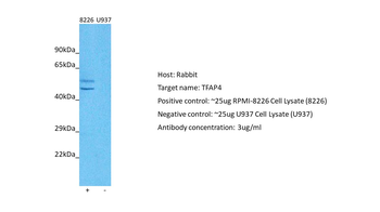 TFAP4 Rabbit Polyclonal Antibody