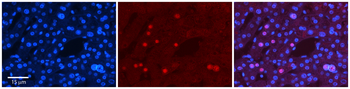 ZNF3 Rabbit Polyclonal Antibody