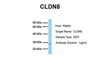 CLDN8 Rabbit Polyclonal Antibody