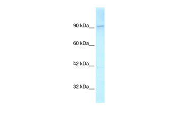 KIF1C Rabbit Polyclonal Antibody