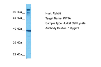 KIF3A Rabbit Polyclonal Antibody